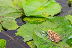 frog on lotus leaf in natural pond