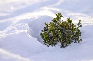 Snow-covered boxwood bush in sunny weather, winter background photo