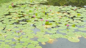 panning tiro denso ninfee su acqua superficie nel il stagno. video