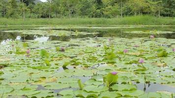 Rural scene with blossom water lilies in swamp. video