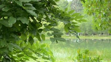 Summer scene of lush foliage plants with natural pond. video
