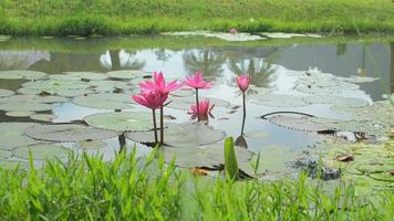 le paysage du parc avec des fleurs de lotus roses dans le fossé fleurit le matin. video