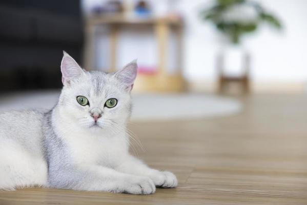 orange british shorthair