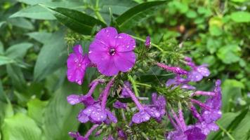 rabatt med blommor efter regn med vatten droppar video