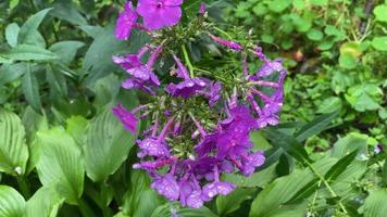 Blumenbeet mit Blumen nach Regen mit Wassertropfen video