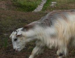 cabra comiendo hierba, retrato de animales domésticos en la naturaleza foto