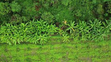 Luftaufnahme von Anbaubäumen und Plantage in Baumschulen im Freien. Bananenplantage im ländlichen Thailand. Anbaugeschäft. natürlicher Landschaftshintergrund. video