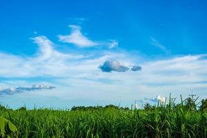 campos de caña de azúcar en el cielo azul y nubes blancas en tailandia en un día claro foto