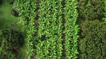 vista aérea de árboles de cultivo y plantación en vivero al aire libre. hermoso jardín de banano agrícola. negocio de cultivo. fondo de paisaje natural. video