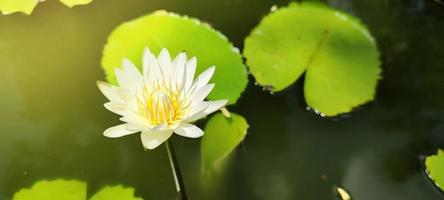 la luz del sol brilla sobre las hermosas flores de loto. loto blanco florecía con estambres amarillos en la superficie del estanque. foto