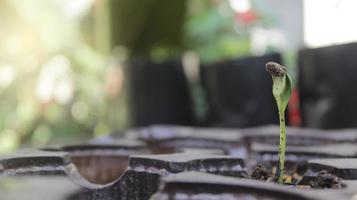 Green young melon plants grow on fertile soil in the rainy season. Selective focus. Plants seedling, germination process of plants, radicle, cotyledon, and leaf, green blurred in the backgrounds. photo