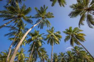 Coconut palm tree with blue sky, beautiful tropical background. Sunny green plant view, leaf, outdoor natural tree. Summer travel tourism nature landscape photo