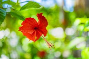 Red hibiscus flower on a green background in the tropical garden. Vivid colors, sunlight in exotic natural park, blurred bokeh foliage. Serene red blooming floral closeup. Abstract nature blossom photo