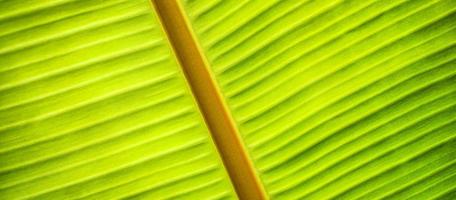 Green leaf macro. Bright nature closeup, green foliage texture. Beautiful natural botany leaf, garden of tropical plants. Freshness, ecology nature pattern. Botany, spa, health and wellbeing concept photo