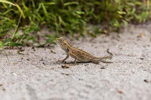 lagarto en la arena, follaje de hierba verde. pequeño reptil tropical. vida salvaje de la naturaleza tropical. lagarto quedándose en la arena. depredador de animales exóticos foto