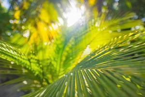 Rays of the sun through palm leaves. Jungle nature close-up of a saturated green palm leaf. Macro nature view of palm leaves background textures. Island forest, abstract nature photo