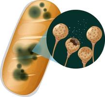 Inedible bread with mould vector