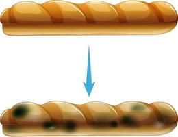 pan no comestible con moho vector