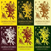 Set of vector drawings of calendula in different colors. Hand drawn illustration. Latin name Calendula officinalis L.