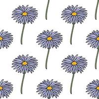 Seamless pattern with aster dumosus Blaubox on white background. Vector image.