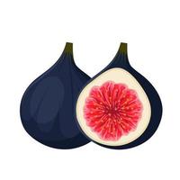 Vector illustration of ripe figs, whole and sliced, isolated on white background.