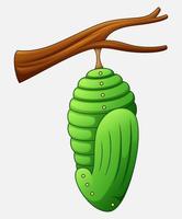 Cartoon pupa of the butterfly vector