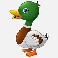 Cute duck cartoon vector