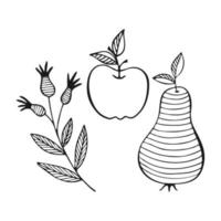 Apple Pear Rosehip doodle hand drawn contour, white background. vector