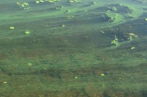 The surface of an old swamp covered with duckweed and lily leaves photo