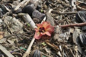 The flower of the hibiscus tree that falls on the ground photo