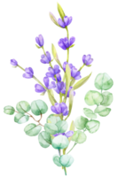 un ramo de hojas de eucalipto verde y lavanda lila. ilustración acuarela rama de eucalipto dibujada a mano con flores de lavanda png