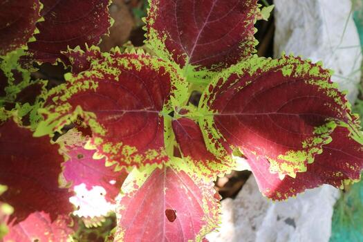 hermosa planta de hojas de mayana en el jardín foto