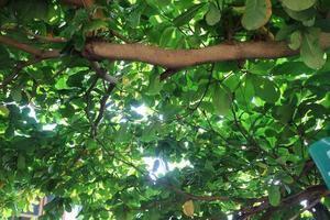 green and lush ketapan tree photo