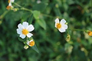 flores blancas y amarillas llamadas bidens alba foto