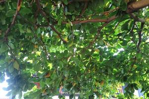 green and lush ketapan tree photo