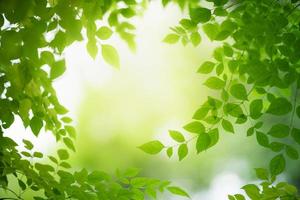 Closeup of beautiful nature view green leaf on blurred greenery background in garden with copy space using as background wallpaper page concept. photo