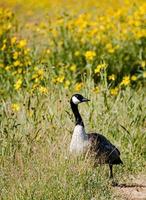 Canada Goose By Yellow Wildflowers In Yellowstone National Park photo