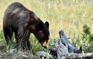 Brown Bear In Yellowstone National Park photo