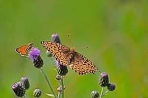 Butterfly And Moth On Canadian Thistle photo