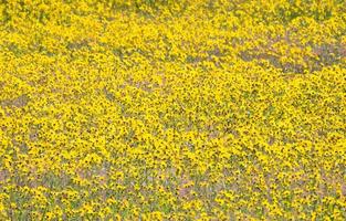 Field Of Brown-Eyed Susans Yellow Wildflowers In Yellowstone National Park photo