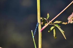 libélula azul en el parque nacional de yellowstone foto