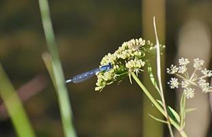 Blue Dragonfly On A Wildflower In Yellowstone National Park photo