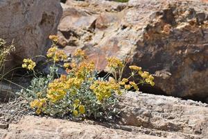 Yellow Wildflowers Growing Out Of A Rock In Yellowstone National Park photo