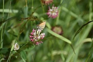 Moth Sitting On A Pink Wildflower In Yellowstone National Park photo