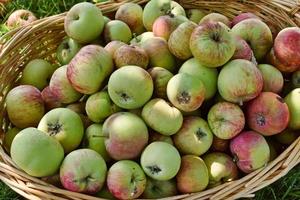 Fall Harvest Basket Of Sweet Apples photo