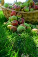 Fall Harvest Basket Overflowing With Apples photo