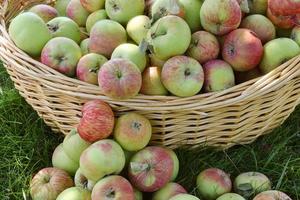 Fall Harvest Basket Of Apples photo