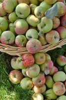 Abundance Of Apples photo