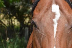 Bay Quarter Horse With White Blaze photo