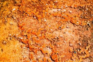 Vibrant Orange Thermal Area In Geyser Basin In Yellowstone National Park photo